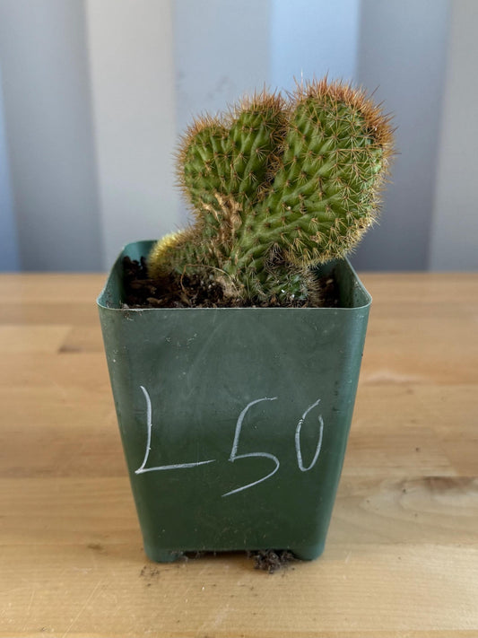 Crested Golden 'Rat Tail' Cactus | Cleistocactus winteri cristata (L50)