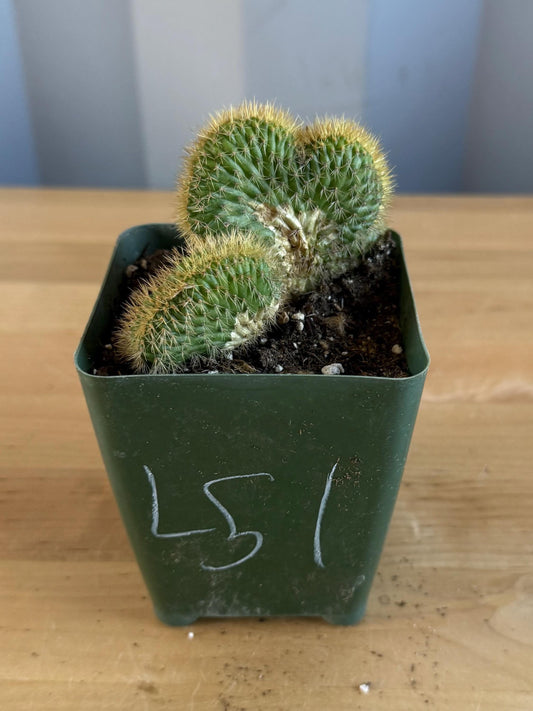 Crested Golden 'Rat Tail' Cactus | Cleistocactus winteri cristata (L51)