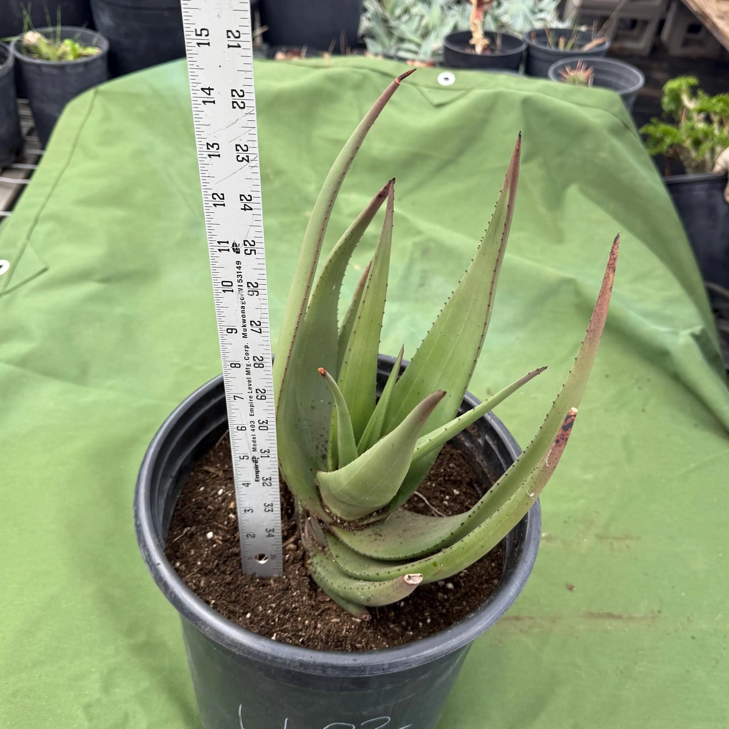 Wickens' Aloe (LL22) | Aloe wickensii