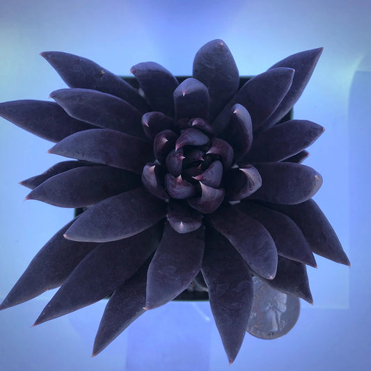 4-inch Echeveria 'Black Knight'