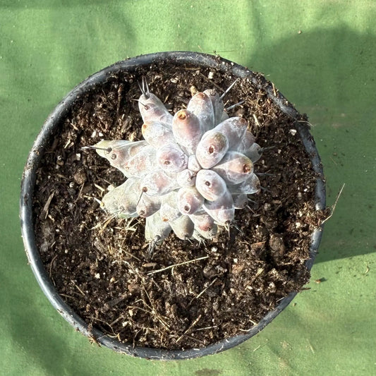 Stenocereus beneckei (LL49)