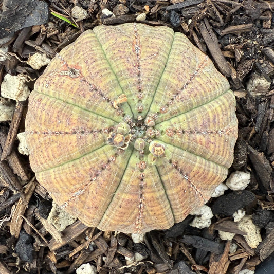 Baseball Euphorbia (LL68) | Euphorbia obesa