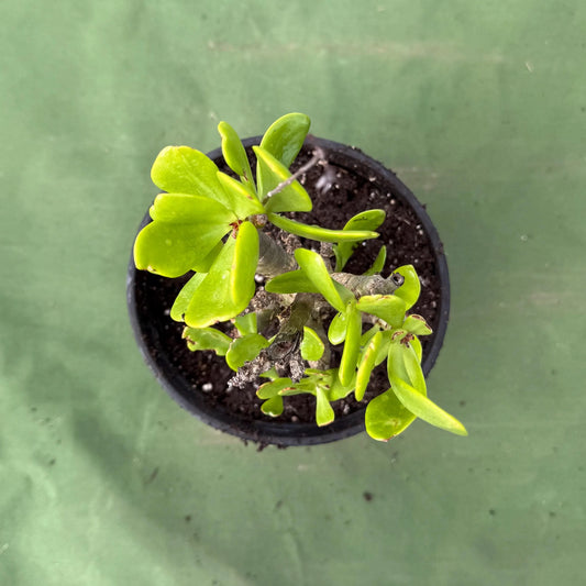 Butter Tree (LL34) | Tylecodon paniculatus