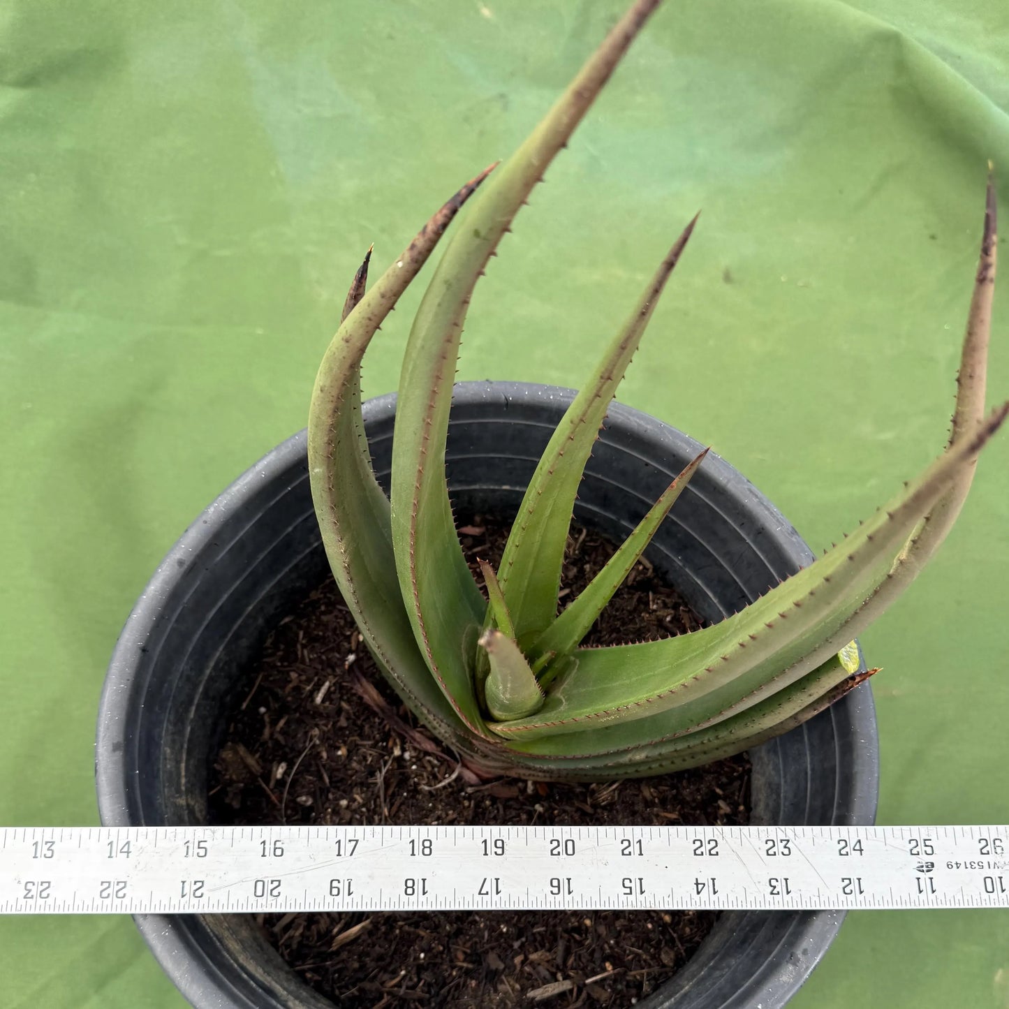 Wickens' Aloe (LL21) | Aloe wickensii