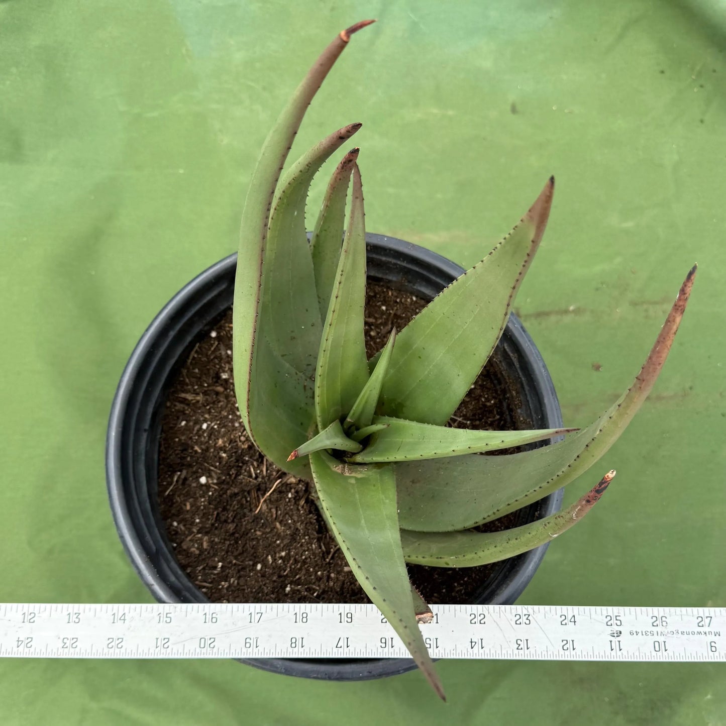 Wickens' Aloe (LL22) | Aloe wickensii
