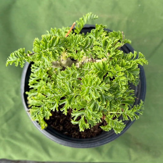 Pelargonium carnosum (LL28)
