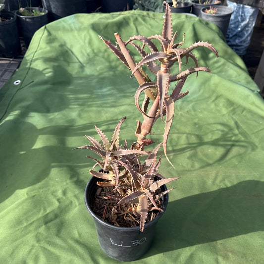 Aloe (LL30)