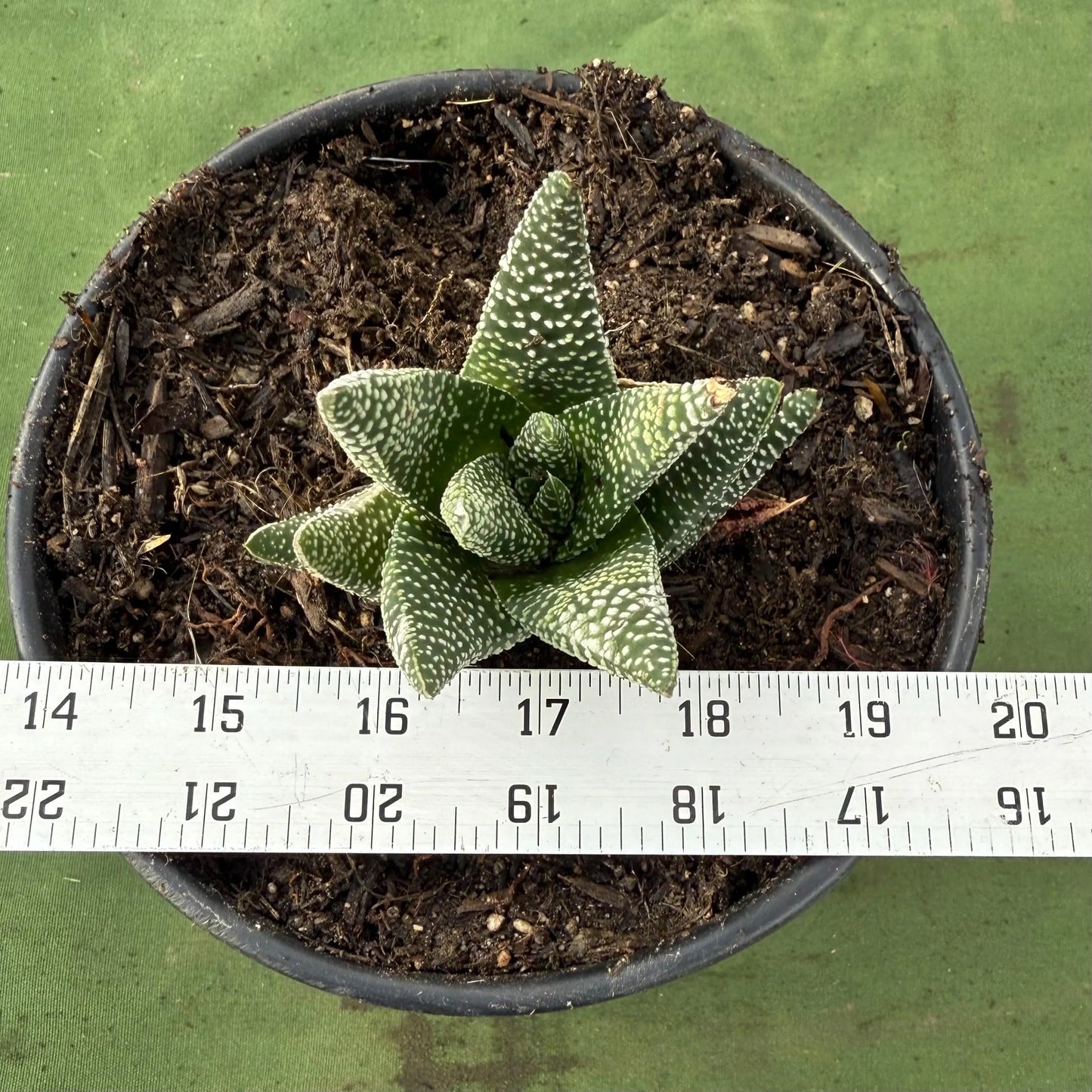 Zebra Plant (LL53) | Haworthiopsis fasciata