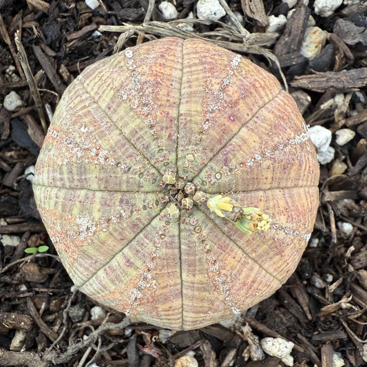 Baseball Euphorbia (LL67) | Euphorbia obesa