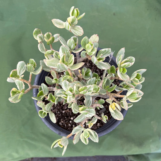 Variegated Jade (LL25) | Crassula ovata variegata