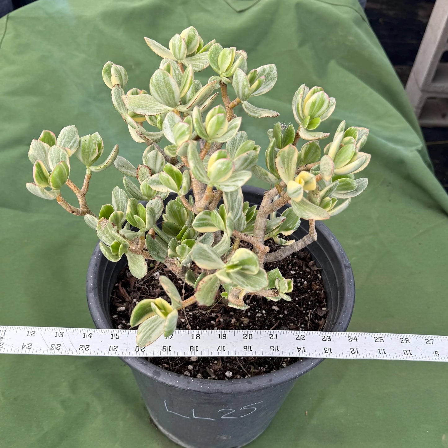 Variegated Jade (LL25) | Crassula ovata variegata