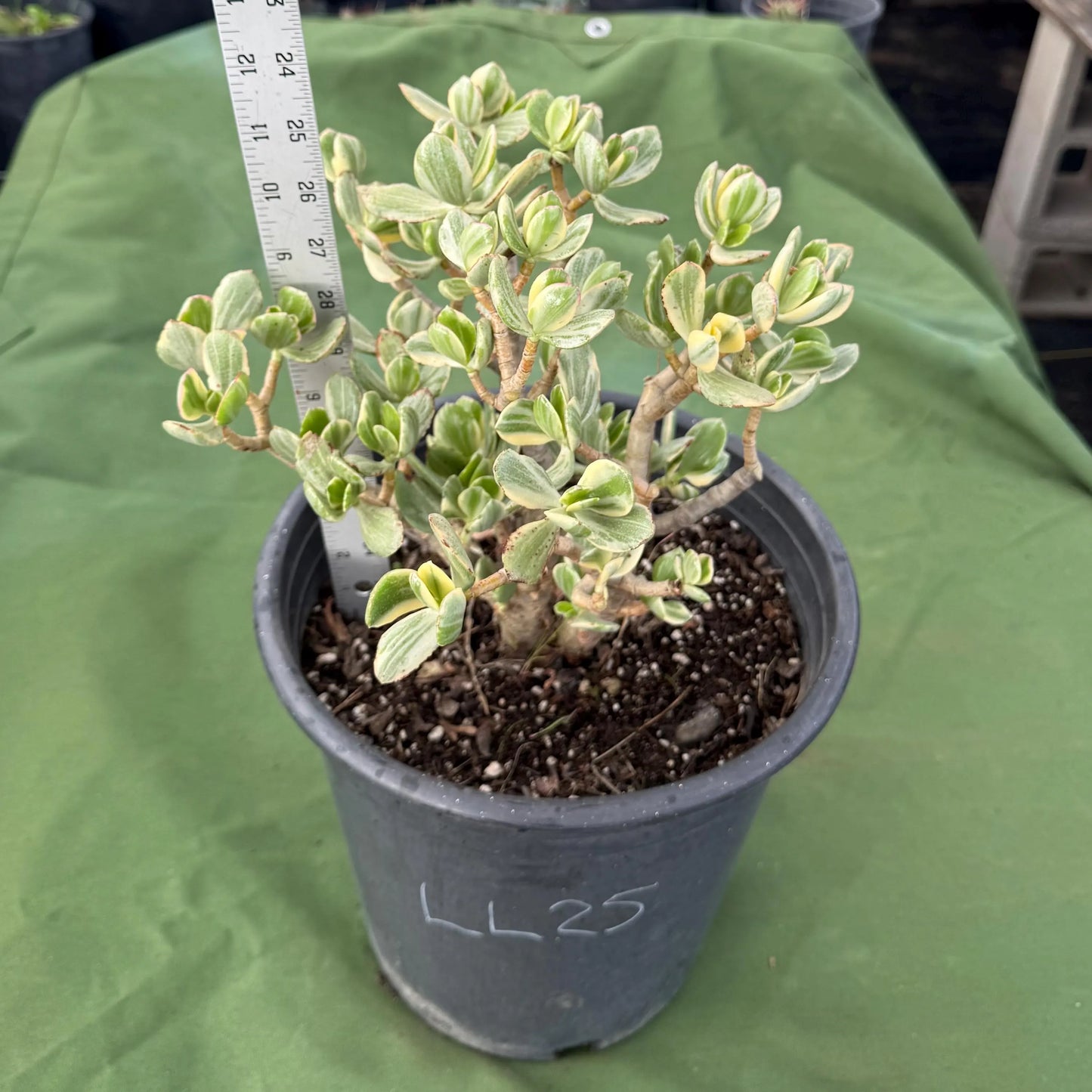 Variegated Jade (LL25) | Crassula ovata variegata