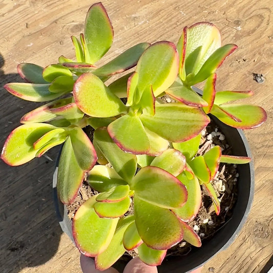 Lemon Lime Jade (PA42) | Crassula ovata 'Lemon & Lime'