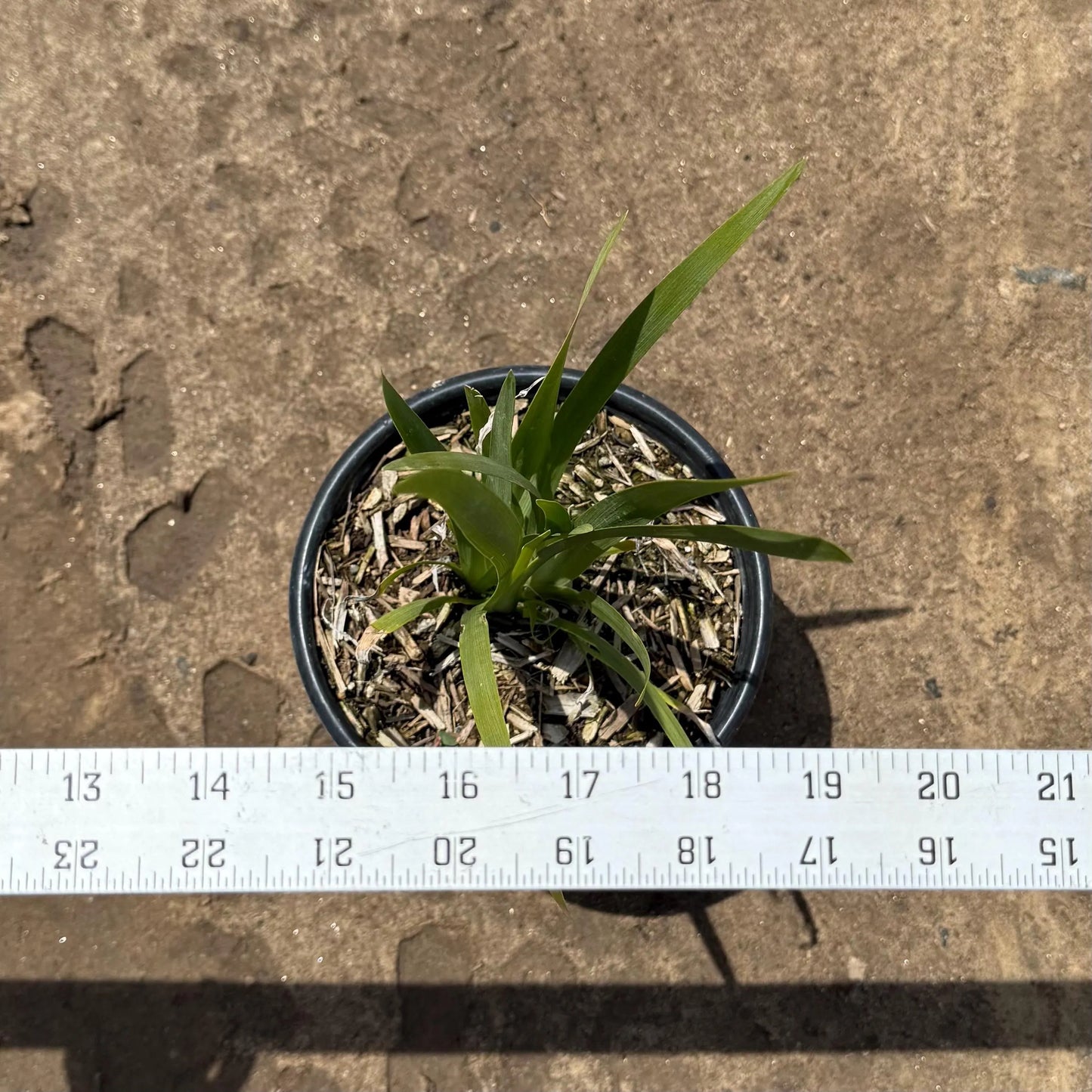1gal Fortnight Lily | African Iris | Dietes iridioides