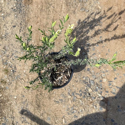 1gal Spanish Lavender | Lavandula stoechas