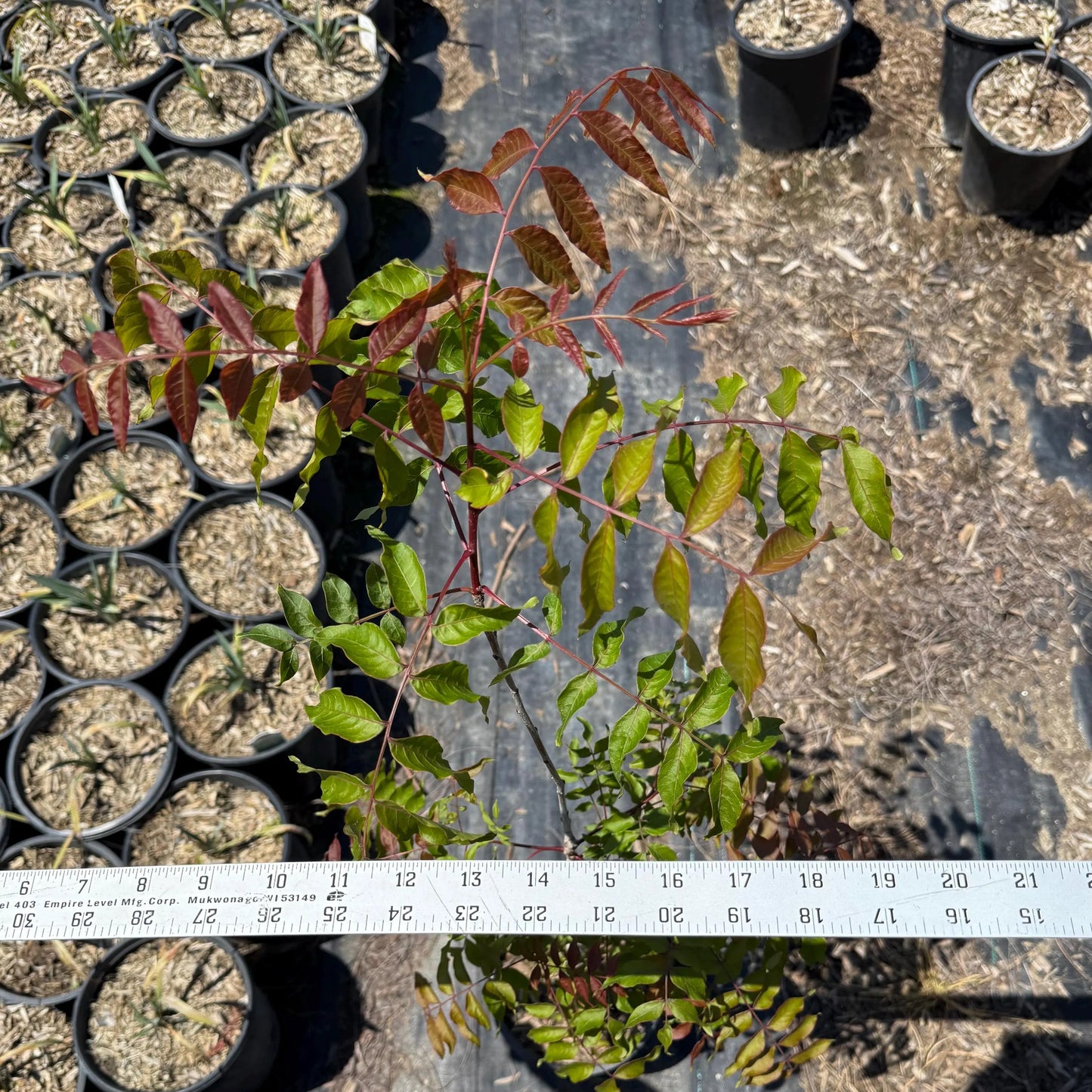 1gal Chinese Pistache | Pistacia chinensis