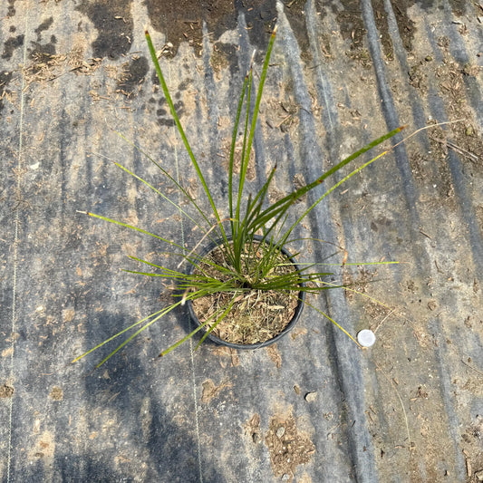 1gal Lomandra 'Breeze' | Dwarf Mat Rush | Lomandra longifolia 'LM300'