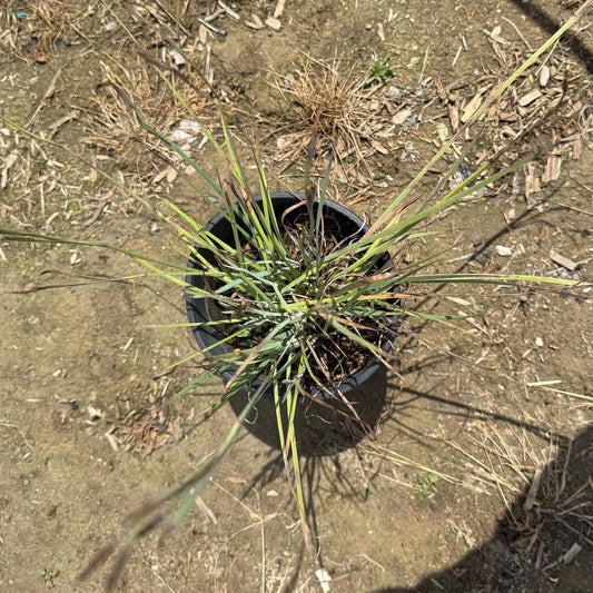 1gal Lemongrass | Cymbopogon citratus