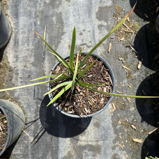 1gal Basket Grass | Spiny-head Mat-Rush | Lomandra longifolia
