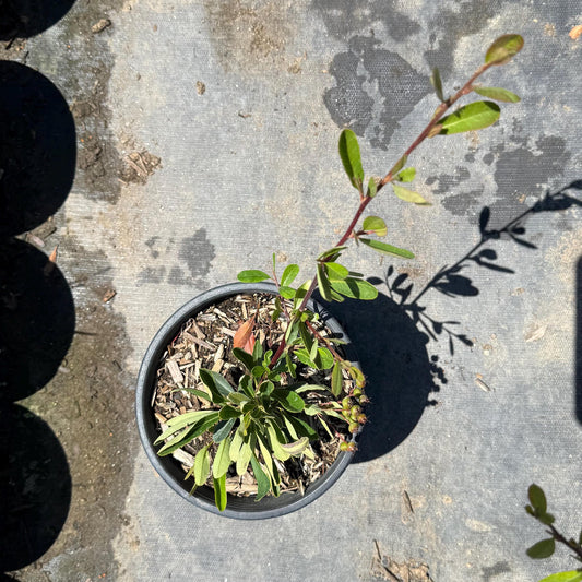 1gal Firethorn | Pyracantha