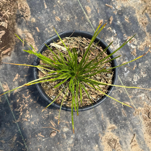 1gal Lomandra 'Shorty' | 'Shorty' Mat Rush | Lomandra confertifolia 'Shorty'