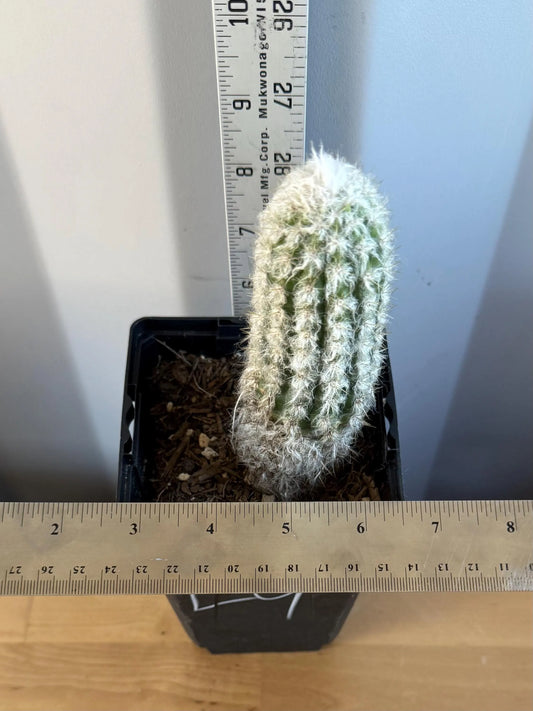 Old Man of the Andes | Oreocereus doelzianus L9
