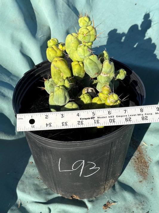 Monstrose Cactus (L93)