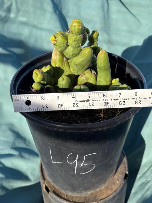 Monstrose Cactus (L95)