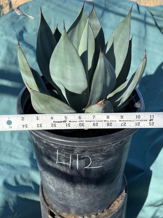Agave celsii 'Nova' (L112)