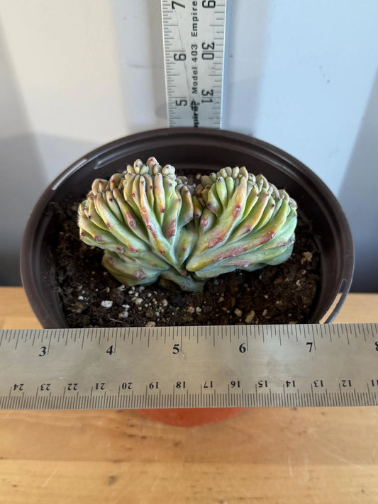 UNIQUE Crested Cactus | Myrtillocactus geometrizans ‘cristata’ (L27)