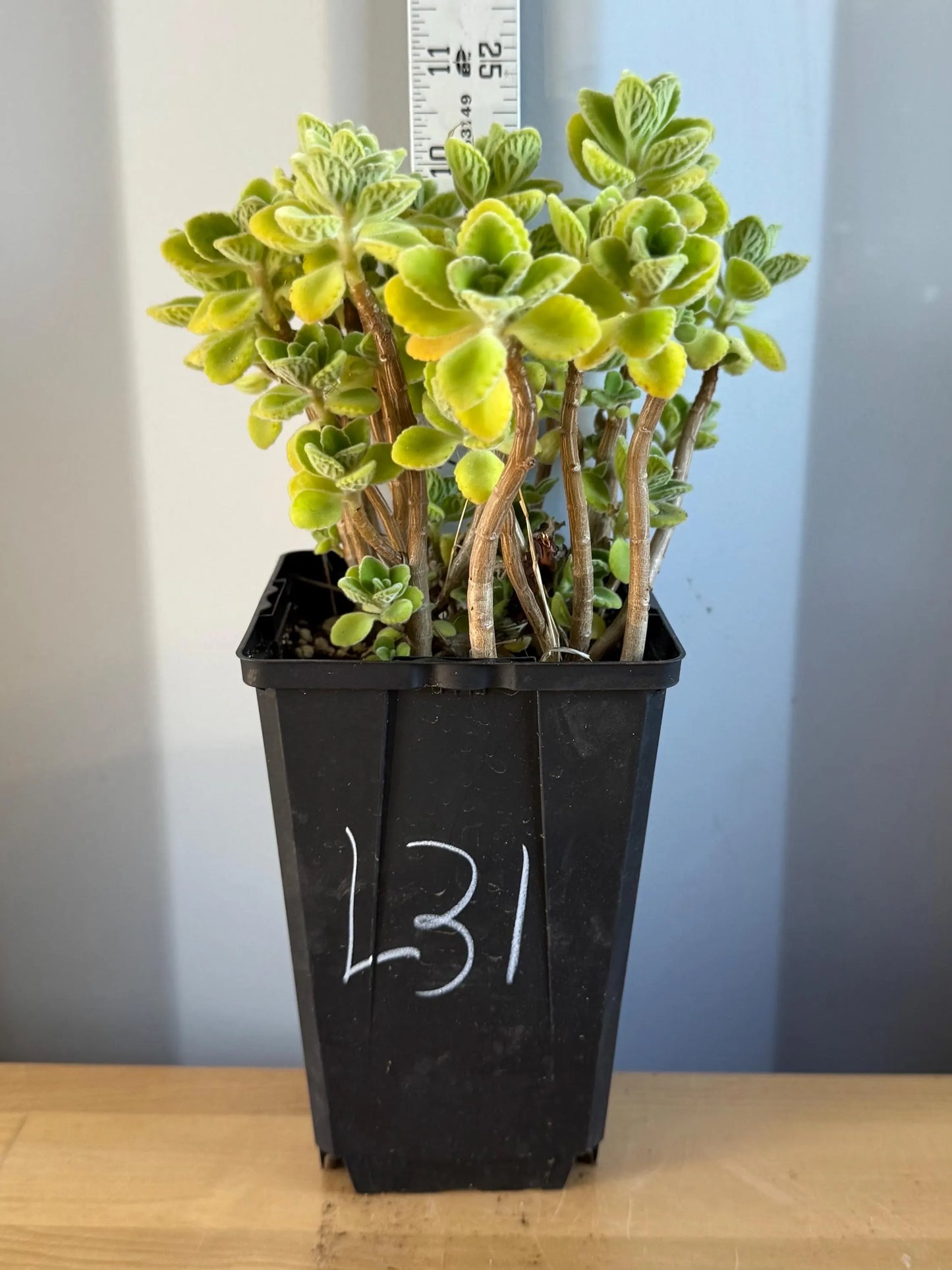 4-inch Vicks Plant | ‘Plectranthus tomentosa’ (L31)