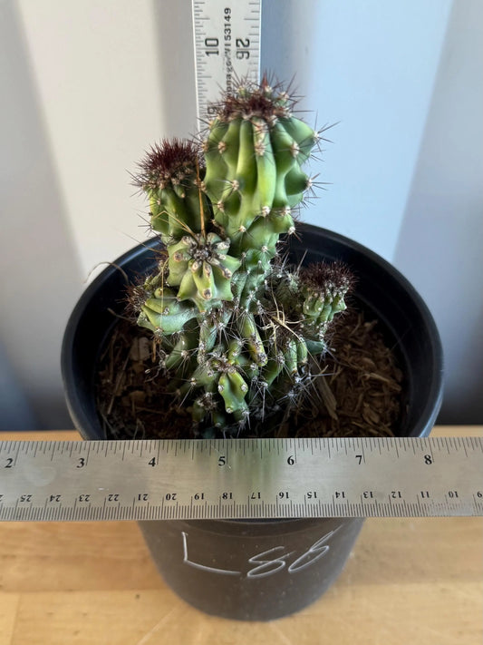Cereus peruvianus ‘Monstrose’ Cactus (L88) | Monstrose Apple Cactus