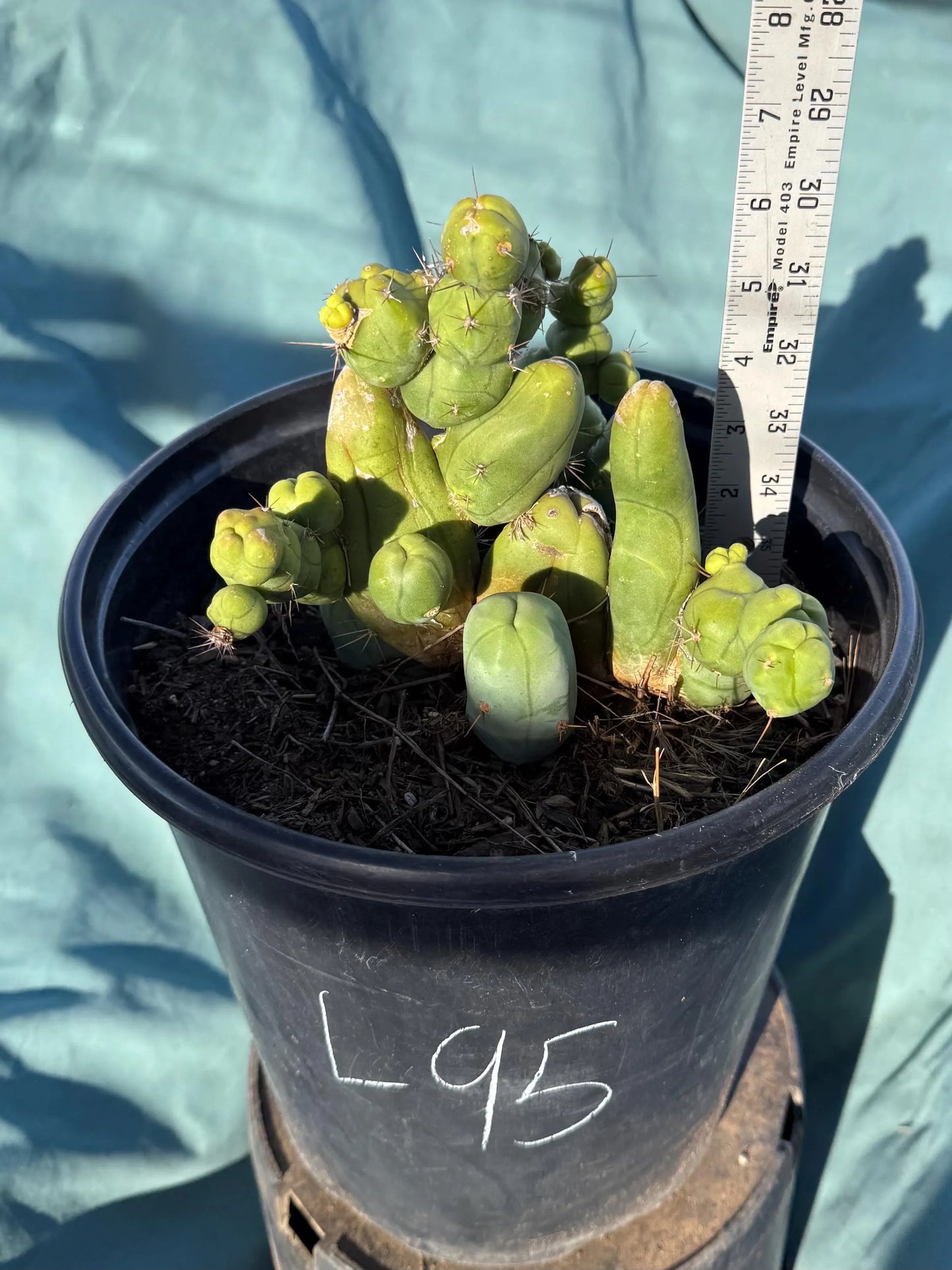 Monstrose Cactus (L95)