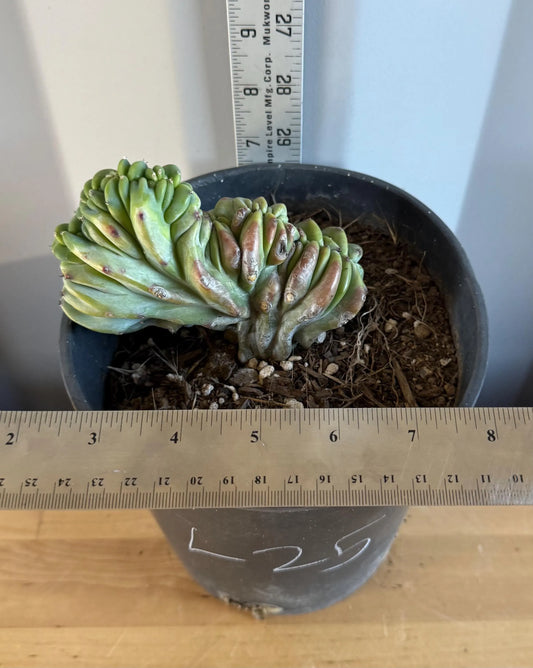 UNIQUE Crested Cactus | Myrtillocactus geometrizans ‘cristata’ (L25)