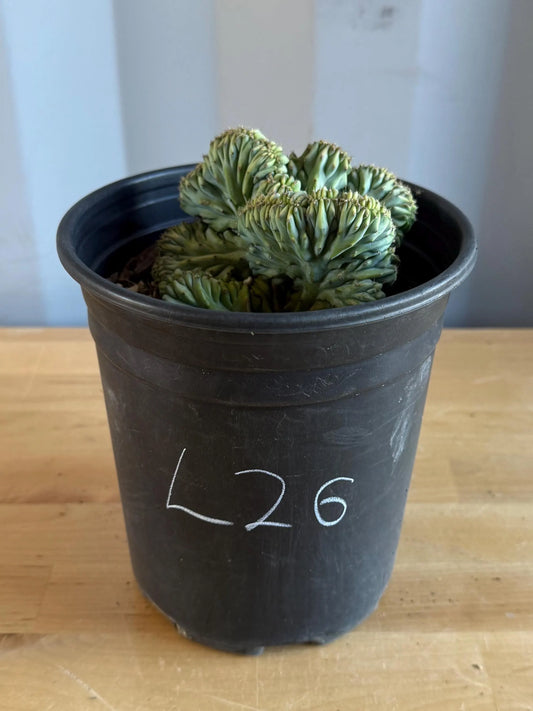 UNIQUE Crested Cactus | Myrtillocactus geometrizans ‘cristata’ (L26)