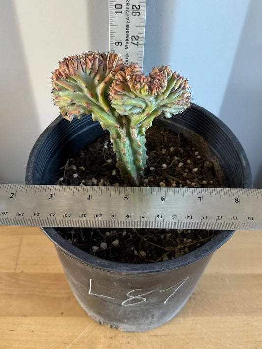 UNIQUE Crested Cactus | Myrtillocactus geometrizans ‘cristata’ (L87)