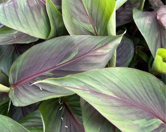 Musa sikkimensis 'Ever Red' 5g