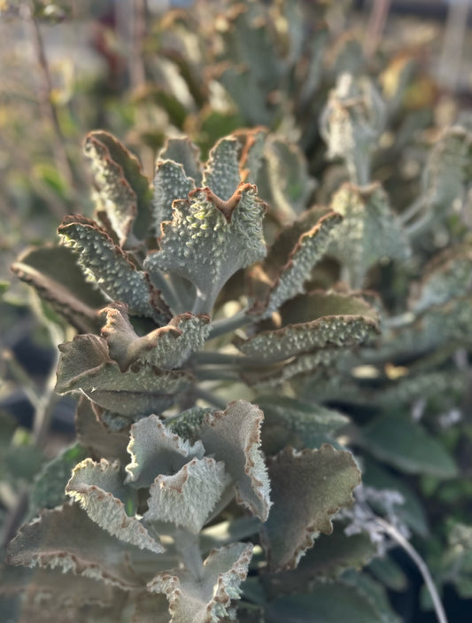 Kalanchoe beharensis x toment. 'Fang' 3g