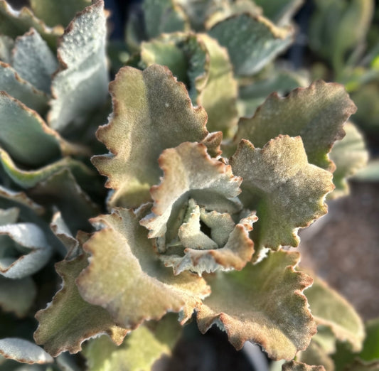 Kalanchoe beharensis x toment. 'Fang' 3g