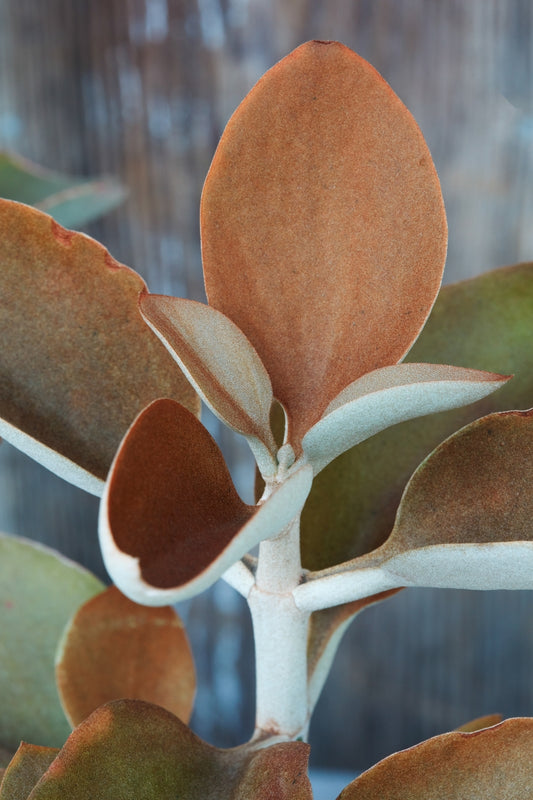 Copper Spoons | Kalanchoe orgyalis 4in