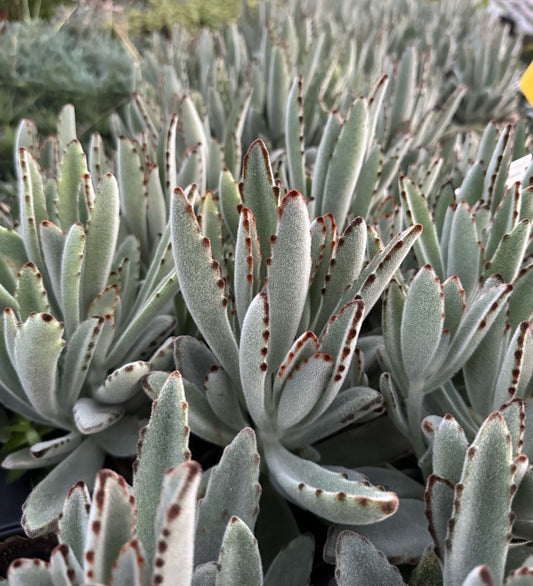 Panda Plant | Kalanchoe tomentosa 3g