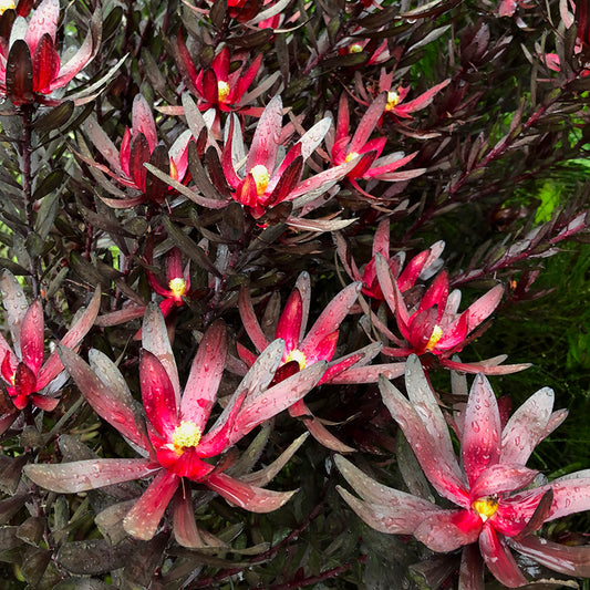 Leucadendron 'Ebony' 3g