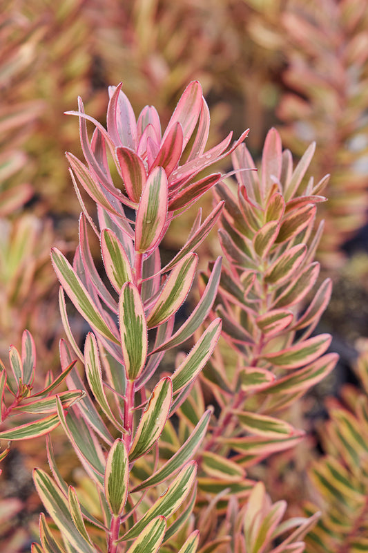Leucadendron 'Jester' 5g