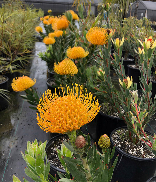 Leucospermum cuneiforme 'Goldie' 5g