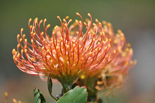 Leucospermum 'Flame Giant' 5g