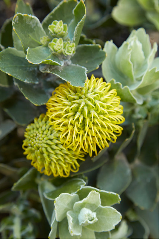 Leucospermum 'High Gold' 5g