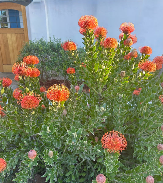 Leucospermum 'Sunrise' 5g