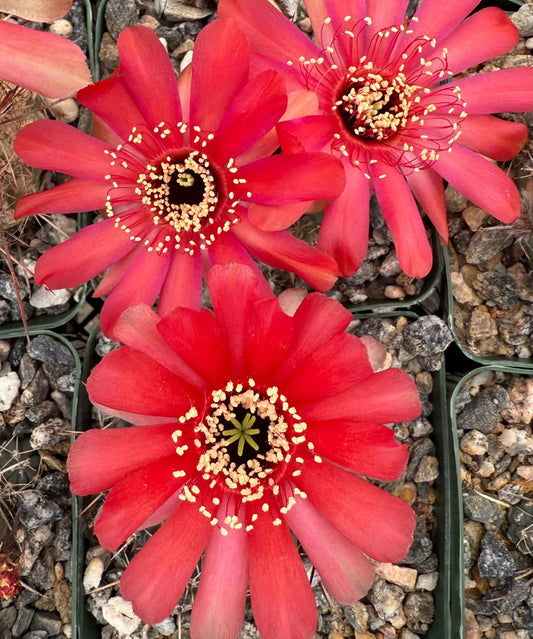 4-inch Lobivia schreiterii L10