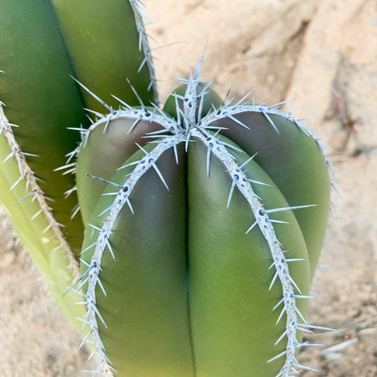 Mexican Fencepost Cactus | Marginatocereus marginatus 3g