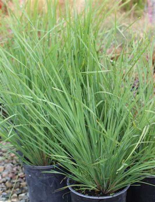 Lomandra longifolia 'Nyalla' 1g